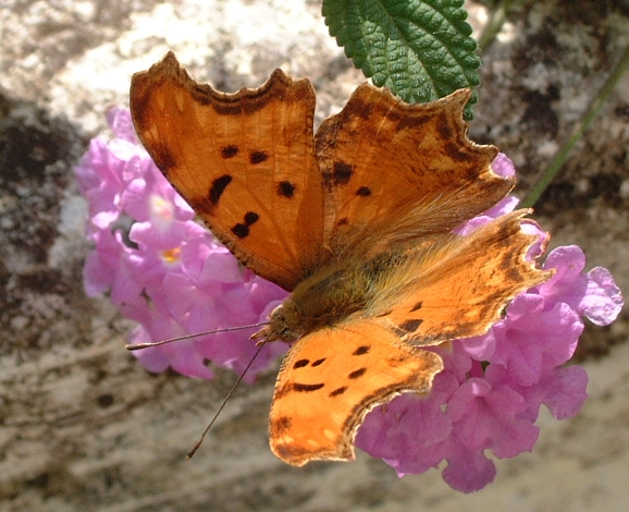 Polygonia egea